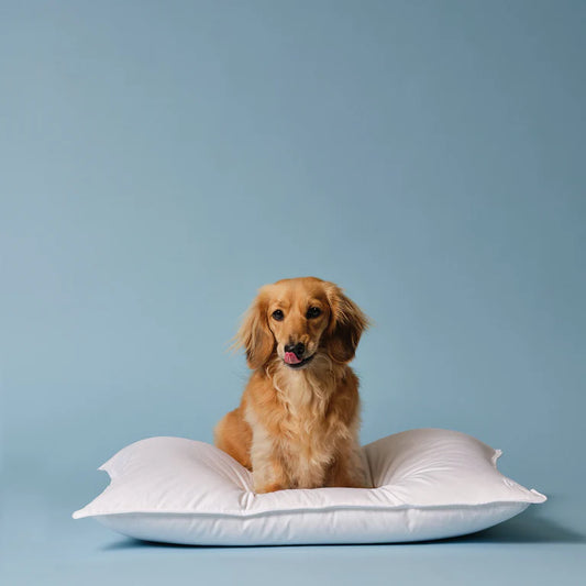Polydown Pillow