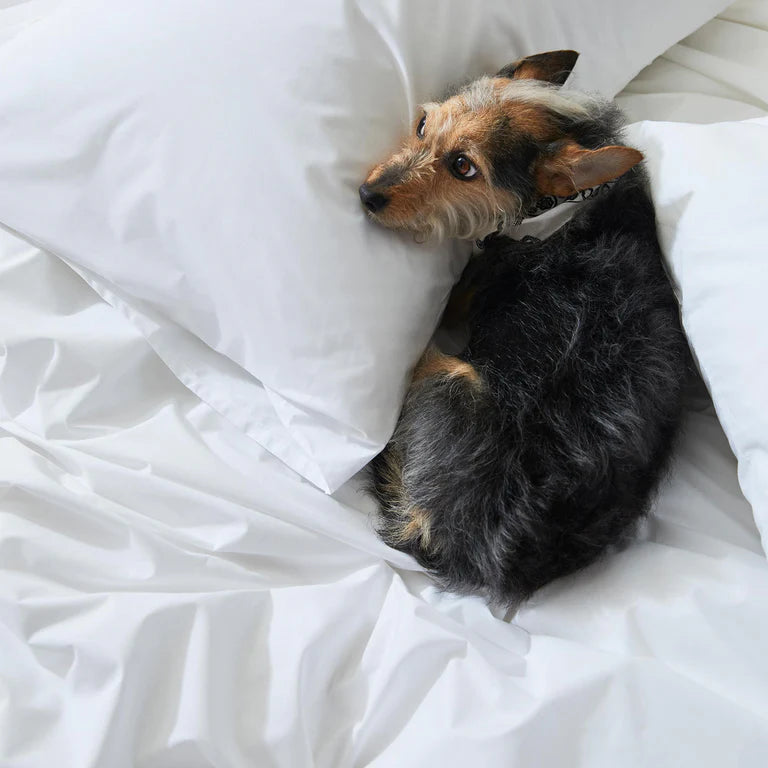 Classic Percale Fitted Sheet